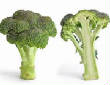 VanessaPalmerBlas/broccoli.jpg