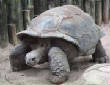 VanessaPalmerBlas/tortoise.jpg