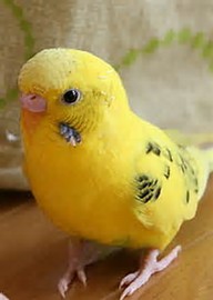 VanessaPalmerBlas/Picoyellowparakeet.jpg