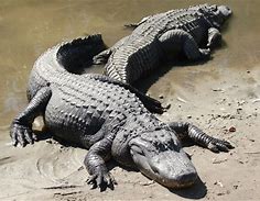 VanessaPalmerBlas/alligator.jpg