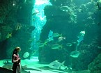 VanessaPalmerBlas/aquarium.jpg