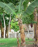 VanessaPalmerBlas/bananatree.jpg