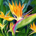 VanessaPalmerBlas/birdsofparadise.jpg