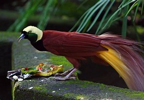 VanessaPalmerBlas/birdsofparadise1.jpg