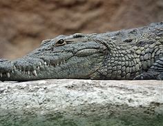 VanessaPalmerBlas/crocodile.jpg