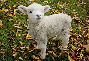 VanessaPalmerBlas/lamb.jpg