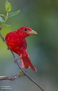 VanessaPalmerBlas/lightredblackalqaedabird.jpg