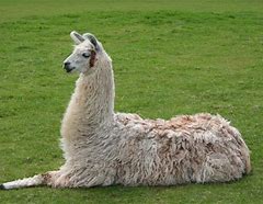 VanessaPalmerBlas/llama.jpg
