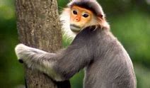 VanessaPalmerBlas/monkeyshemade.jpg