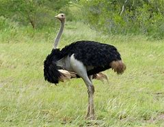 VanessaPalmerBlas/ostrich.jpg