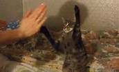 VanessaPalmerBlas/playingwtcat.jpg