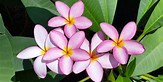 VanessaPalmerBlas/plumeria.jpg