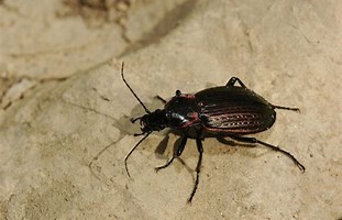 VanessaPalmerBlas/poisonousbeetle.jpg