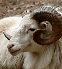 VanessaPalmerBlas/ram4.jpg