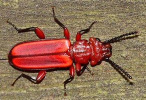 VanessaPalmerBlas/redbeetle.jpg