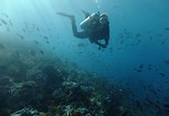 VanessaPalmerBlas/scubadivingv.jpg