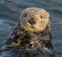 VanessaPalmerBlas/seaotter.jpg