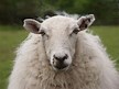 VanessaPalmerBlas/sheep.jpg