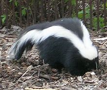 VanessaPalmerBlas/skunk.jpg